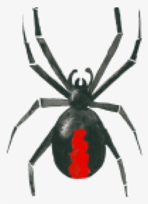Drawn Spider Redback Spider - Red Back Spider Drawing