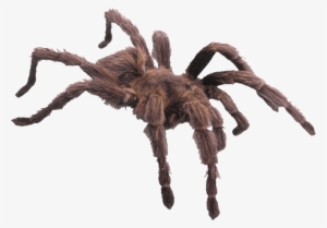 Hairy Brown Spider - Has 4 Legs And 1 Foot