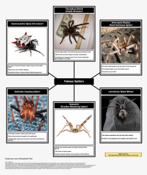 Spider Map Of Spiders - Theraphosa Blondi