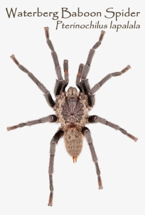 Which Way Round Do The You Want Your Mug - Brachypelma Vagans ...