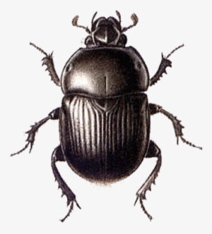 Beetle Black Large - Beetle Png