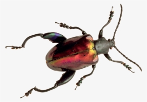 Free Png Beetle Png Images Transparent - Beetle