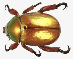 beetle gold top - christmas beetle south africa