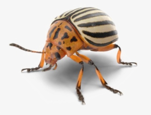 Beetle Png Photo - Beetle