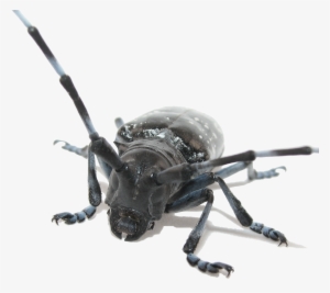Png With Transparent Background, - Asian Longhorned Beetle Transparent