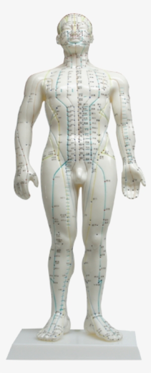 Health Model Human Body Acupuncture Point Doll - Acupuncture Human Body Model