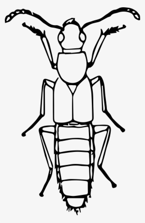 This Free Icons Png Design Of Rove Beetle