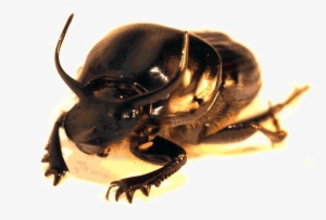 Beetle Png High-quality Image - Japanese Rhinoceros Beetle