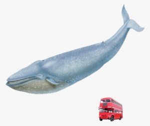 Blue Whale Red London Bus - Blue Whale No Background