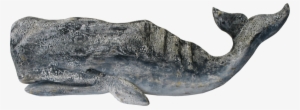 51 - Sperm Whale