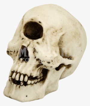 Skull Of The Cyclops Polyphemus - Skull Of A Cyclops