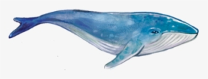 Pacific - Blue Whale