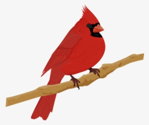 Cardinal Bird - > - Illustrated Bird