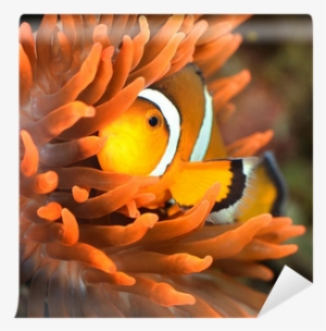 Clownfish