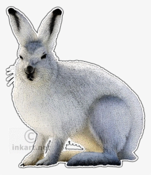 Wildlife Art - Snowshoe Hare Throw Blanket