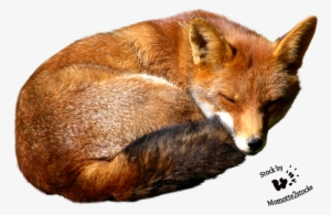 Fox Png - Red Fox Png