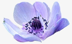 Anemone Purple Flower - Anemone Png Transparent