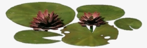 3d Flowers - Lotus Flower - Drawing