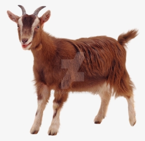 A Goat Pet On A Transparent Background By Zoostock - Goat Png