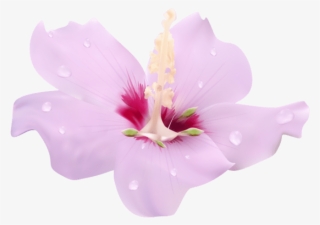 Pink Hibiscus Flower Transparent Clip Art Png Image - Flower