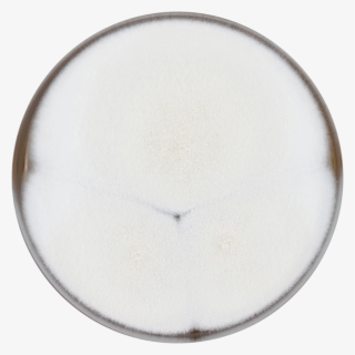 12″ Round Plate - จาน กระดาษ เฟส ท์