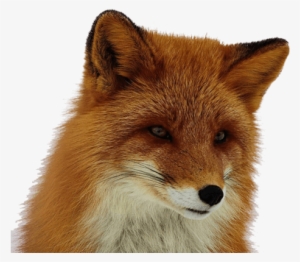 Fox Png - Transparent Red Fox
