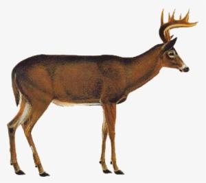 Whitetail Deer Vitals Png - White Tailed Deer Png