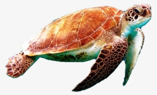 Sea Turtle Png Photo - Sea Turtle Transparent Background