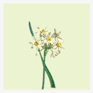 Edelweiss