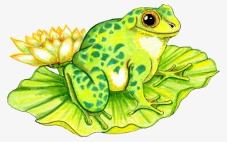 Frog Bathroom, Paint Shop, School Teacher, Free Graphics, - Frog On Lily Pad Drawing