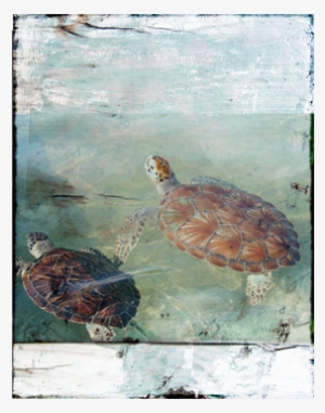 Cayman Turtles Canvas - Green Sea Turtle