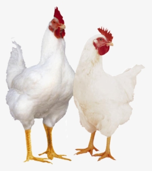 About Us - Broiler Chicken
