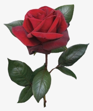 Single Red Rose On Stem - Single Red Rose Bud