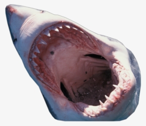 Shark Transparent Background