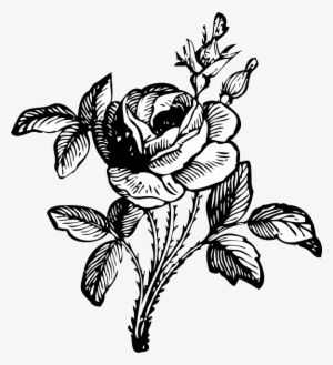 black, drawing, leaf, white, rose, free, vine, vines - black and white flower png