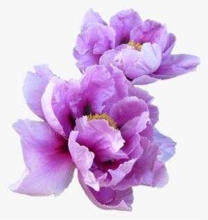 Purple Flower Png Transparent Image - Purple Flowers Png