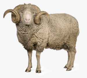 Sheep Png Images - Arles Merino Sheep