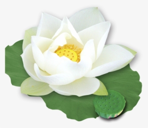 Nelumbo Nucifera Template Transprent - White Lotus Flower Png