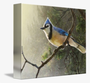 bluejay drawing pen png download - gallery-wrapped canvas art print 10 x 8 entitled early