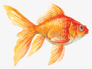 The Arts Image Pbs - Goldfish Clipart