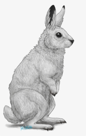 Arctic Hare By Riixon On Deviantart - Arctic Hare Cartoon Png