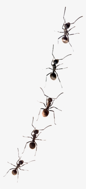 How Do I Get Rid Of Ants - Line Of Ants Transparent