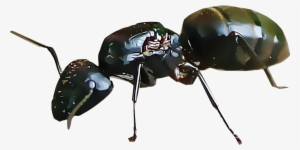 Ants - Dung Beetle