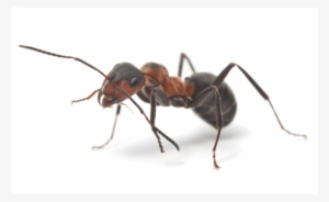 Ant Facts - Myror Sverige