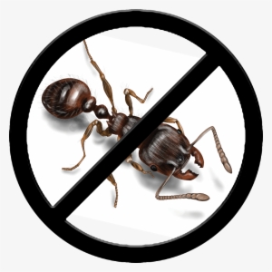 Ants Control - No Unpasteurized Milk