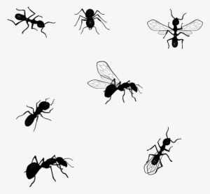 Jiminey Kricket Exterminating Ants - Desenho Formiga