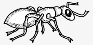 Ants Clipart Png - Clip Art Black And White Ant