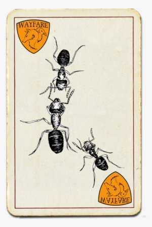 Velvety Tree Ants - Ant