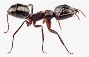 Bleed Area May Not Be Visible - Ant Large