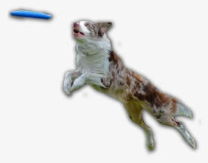Dog Catching Frisbee Png